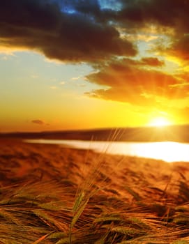 golden sunset over wheat field