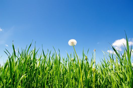 old dandelion in green grass field and blue sky