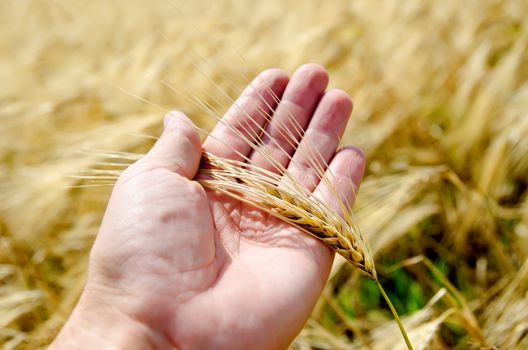 gold harvest in hand