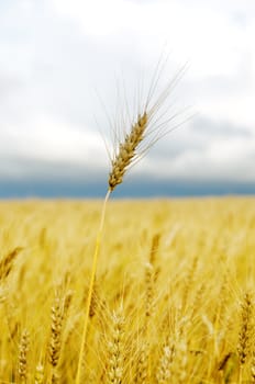 field of golden barley