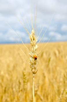 ears of wheat with bug