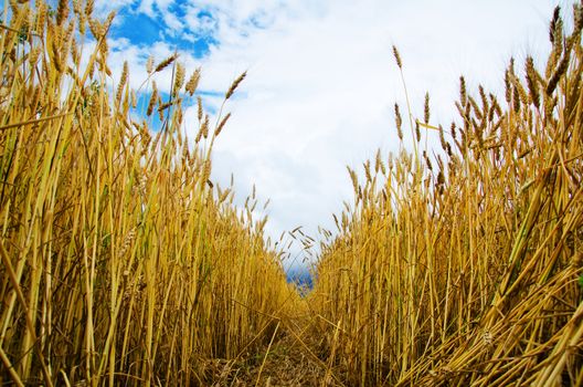 field of wheat inside