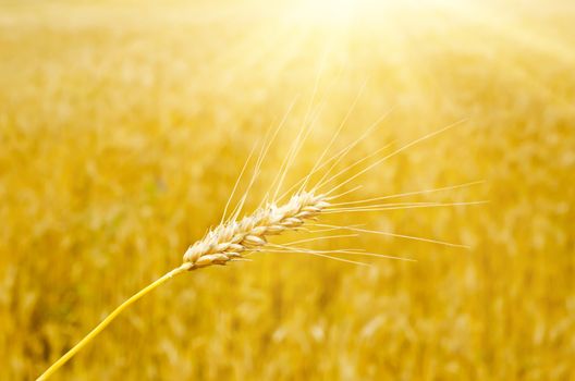 ear of wheat under sunny ray