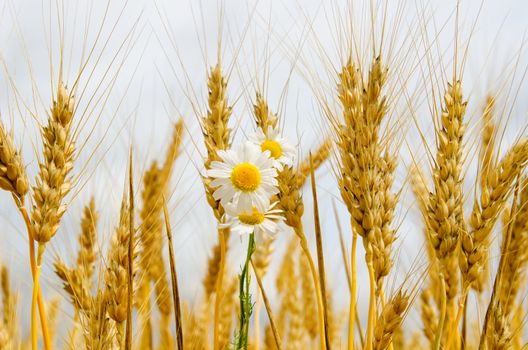 ears of wheat with daisy