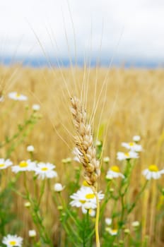 ears of wheat with flowers