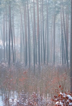 Winter forest