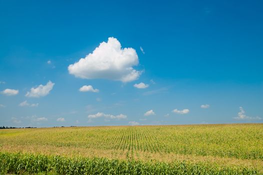 field with maize under blue sky and clouds