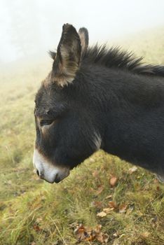 Melancholy donkey