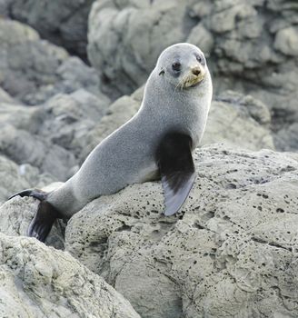 Juvenile fur seal on the lookout at the Kaikoura Coast, South Island, New Zealand.