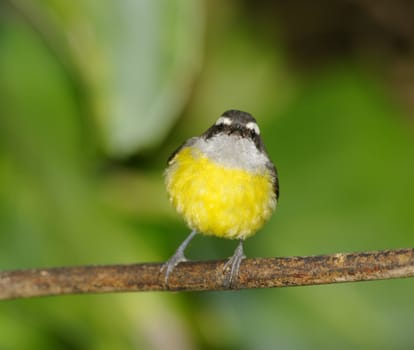 Bananaquit resting after feeding, Monteverde Area, Costa Rica.