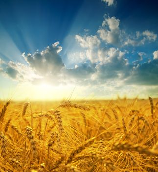 field with gold ears of wheat in sunset