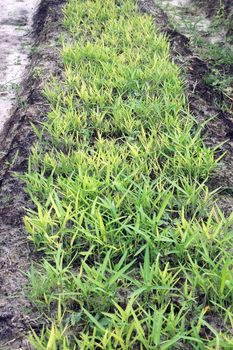 chives plantation