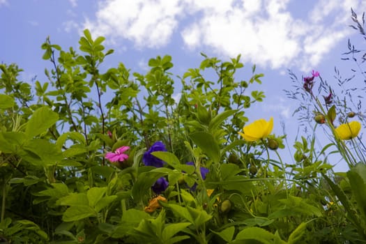 Flowers and herbs on the sky