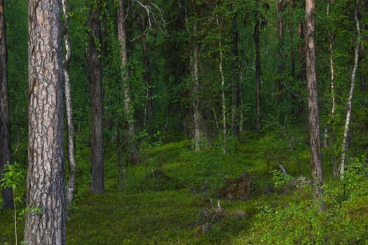 Pines and birches in green dense forest