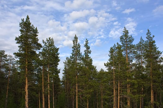 Tall pine green forest under blue sky