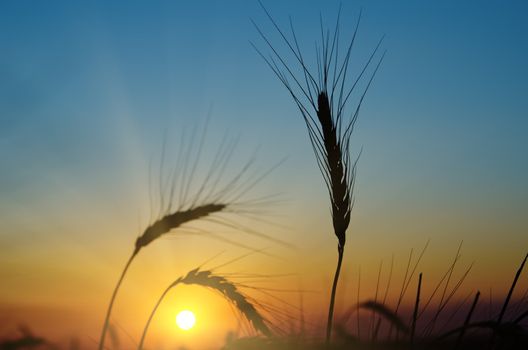 golden sunset over harvest field