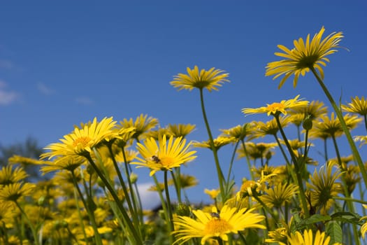 Yellow flowers on blue sky