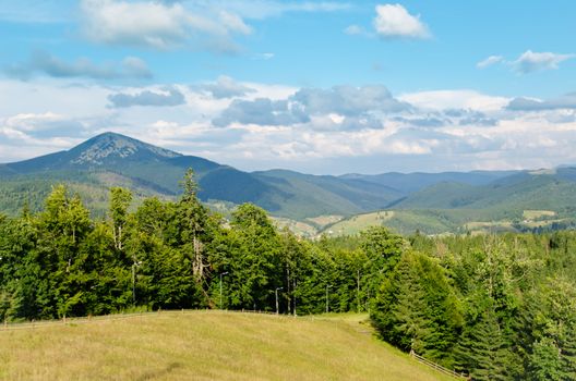 Beautiful green mountain landscape with trees in Carpathians