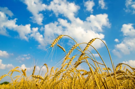 close up of ripe wheat ears against sky. soft focus