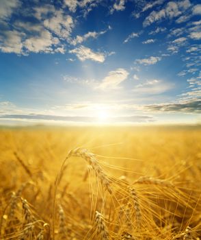 field with gold ears of wheat in sunset