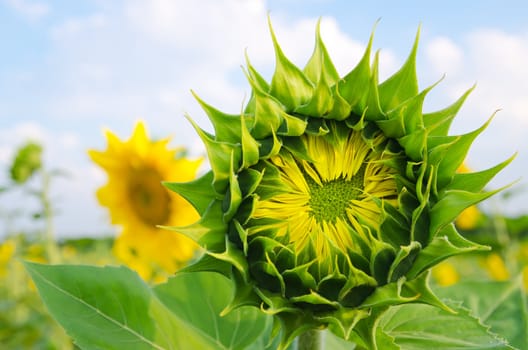 field with green sunflowers