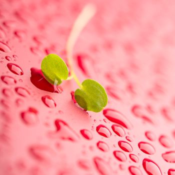 Green petal in water drops over red background