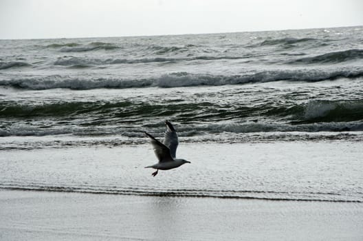 Picture of a bird flying over the sea