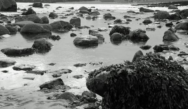 picture of some stones in the sea shore with seaweed on