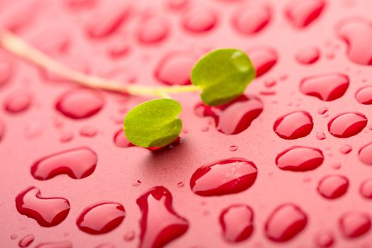 Crystal clear water drops over red background