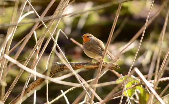 Picture of a Robin in tree