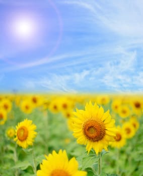 Sunflower Field with perfect sunny blue sky