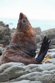 wild sea-lion or seal on coast New Zealand