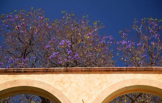 Purple Flowers with White Adobe Wall with Arches Queretaro Mexico