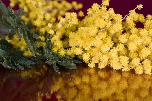 Studio shot of acacia blossom 