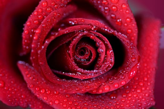Macro image of dark red rose with water droplets. Extreme close-up with shallow dof.