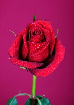 Beautiful red roses closeup on the pink background