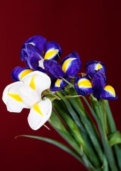 Bouquet of flowers iris purple and white on a red background