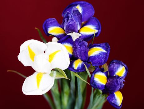 Bouquet of flowers iris purple and white on a red background