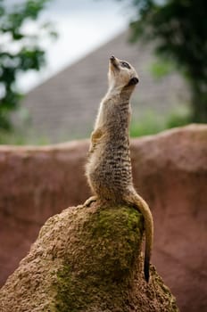 Picture of a Meerkat