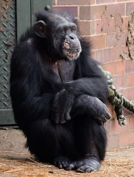 Picture of a lone Chimp