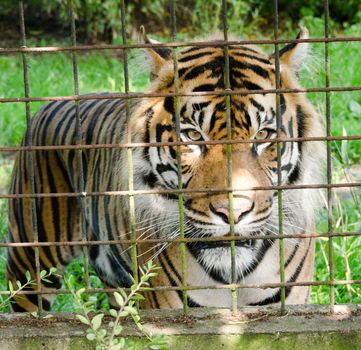 Picture of a Tiger through fence