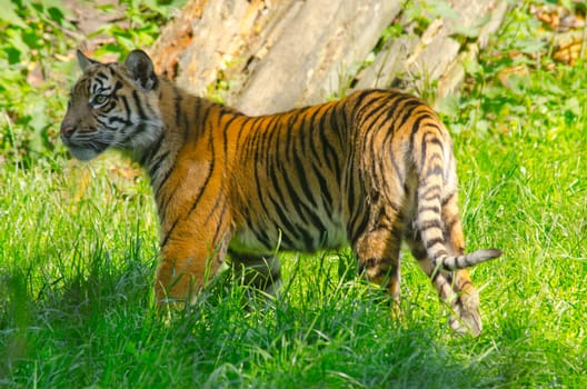 Picture of a young Tiger