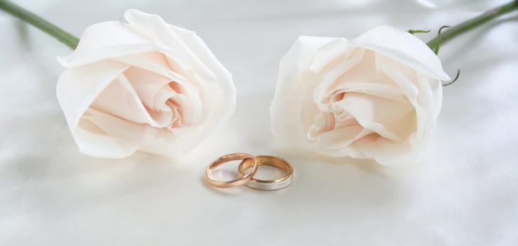 Wedding rings and roses can use as background 