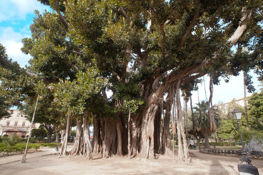 View of Big ficus tree in Palermo