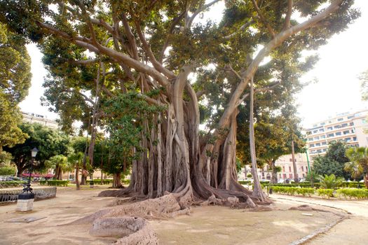 View of Big ficus tree in Palermo