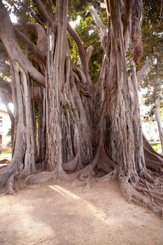 View of Big ficus tree in Palermo