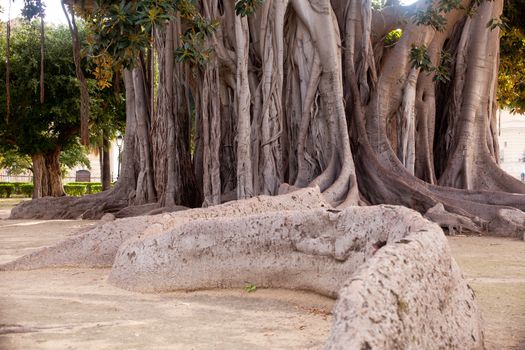 View of Big ficus tree in Palermo