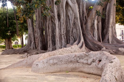 View of Big ficus tree in Palermo