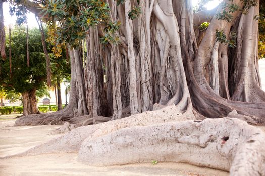 View of Big ficus tree in Palermo