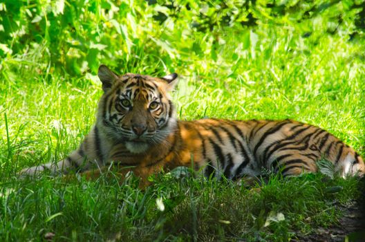 Picture of a Tiger Cub